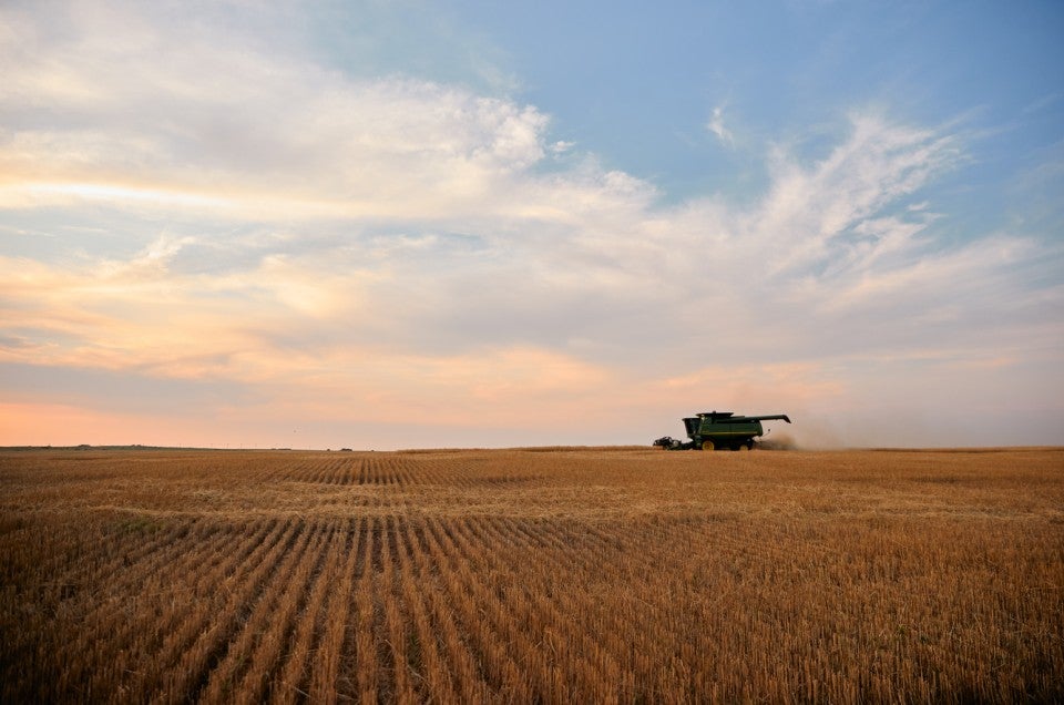 Wheat being harvested in the field